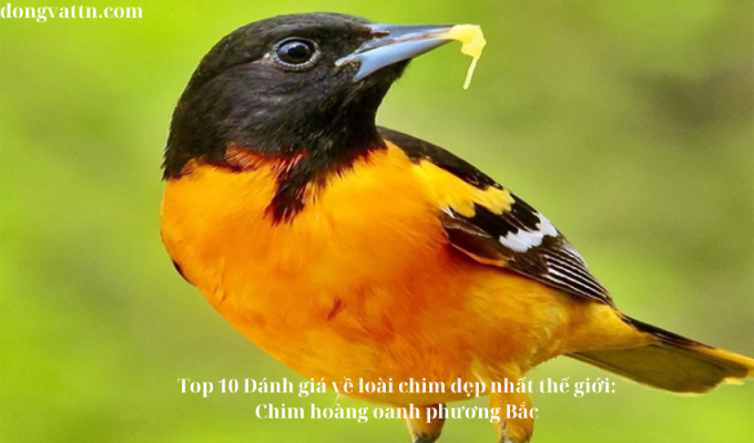 Top 10 Đánh giá về loài chim đẹp nhất thế giới: Chim hoàng oanh phương Bắc