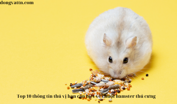 Top 10 thông tin thú vị bạn cần biết về chuột hamster thú cưng