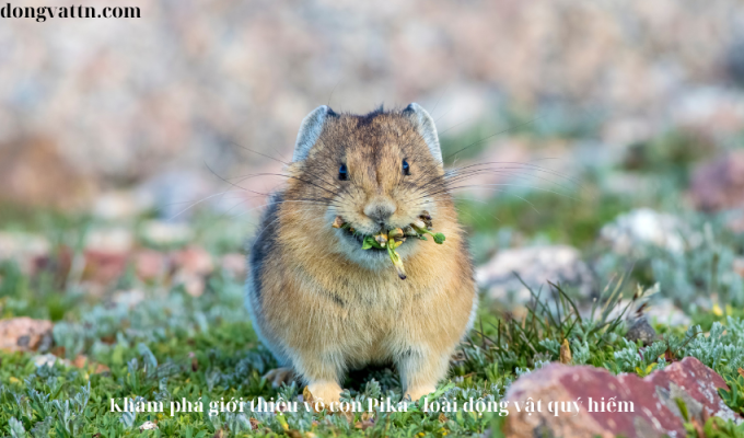 Khám phá giới thiệu về con Thỏ Ili Pika – loài động vật quý hiếm