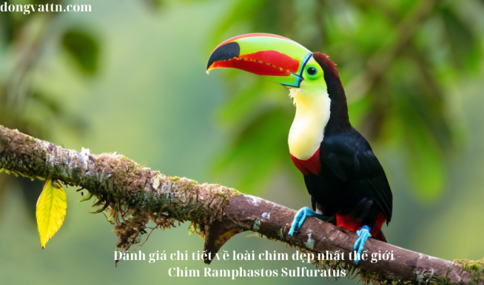 Đánh giá chi tiết về loài chim đẹp nhất thế giới – Chim Ramphastos Sulfuratus