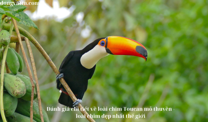 Đánh giá chi tiết về loài chim Toucan mỏ thuyền – loài chim đẹp nhất thế giới