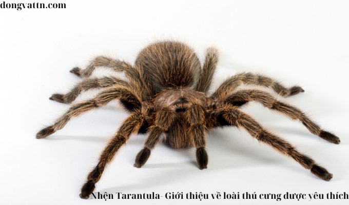 Nhện Tarantula- Giới thiệu về loài thú cưng được yêu thích