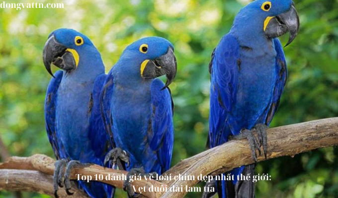 Top 10 đánh giá về loài chim đẹp nhất thế giới: Vẹt đuôi dài lam tía