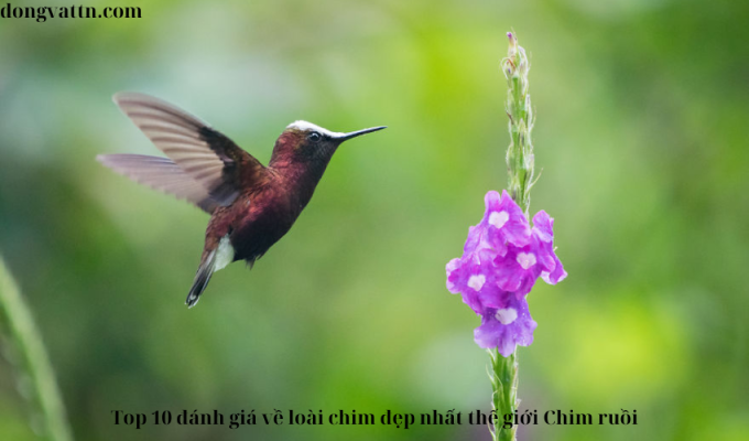 Top 10 đánh giá về loài chim đẹp nhất thế giới Chim ruồi