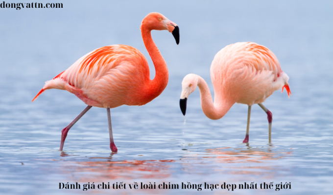 Đánh giá chi tiết về loài chim hồng hạc đẹp nhất thế giới